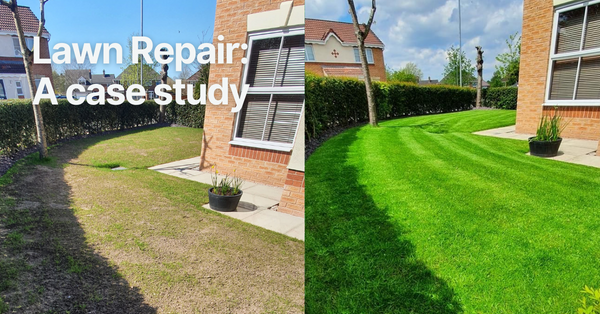 Lawn Repair: A Case Study