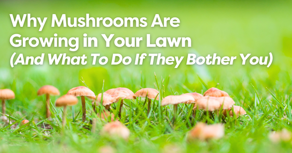 Why Mushrooms Are Growing in Your Lawn (And What to Do If They Bother You)