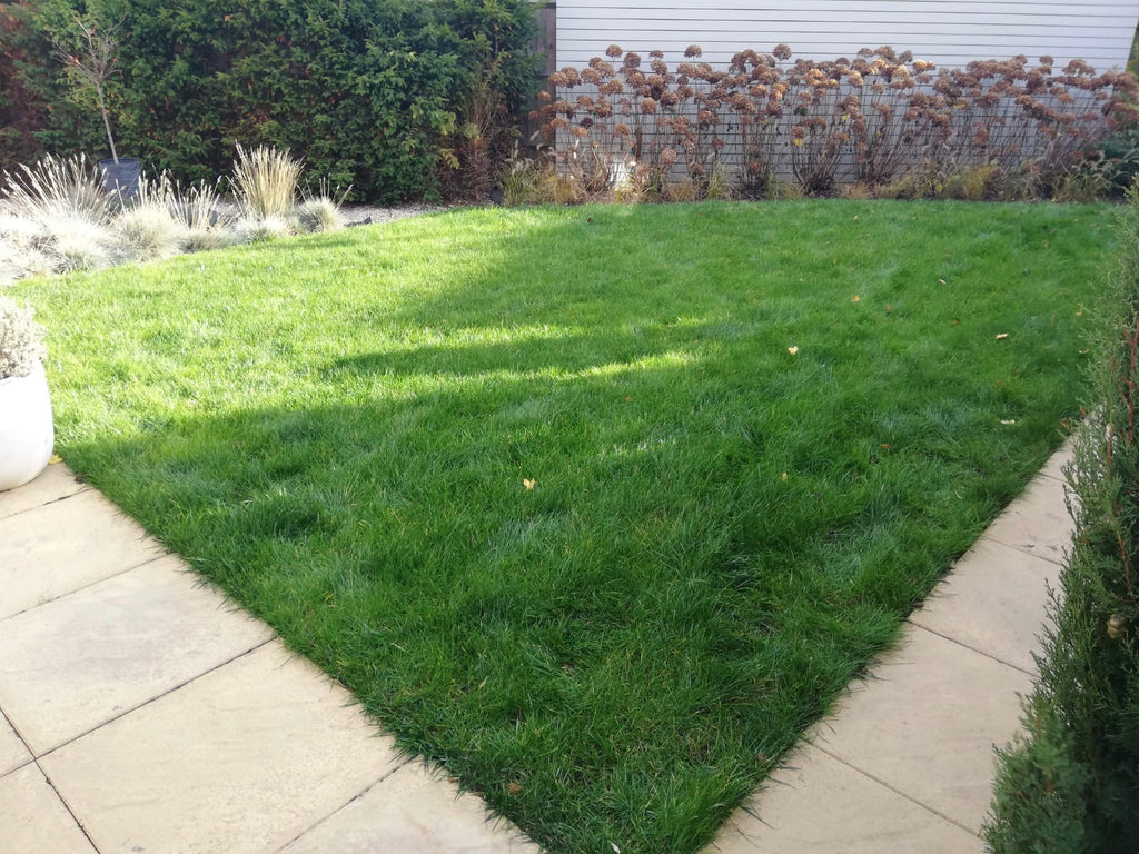 Top 3 Things For Your Lawn As A New Homeowner