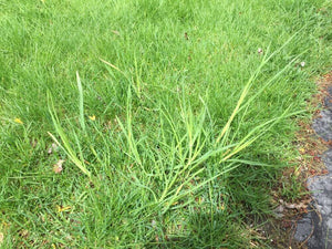 How To Get Rid Of Weed Grass