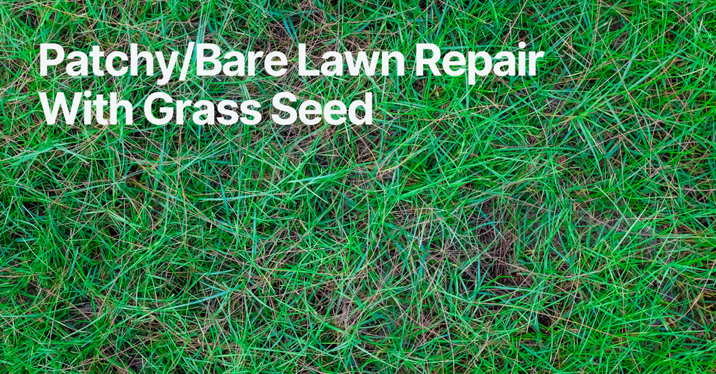 Patchy/Bare Lawn Repair With Grass Seed