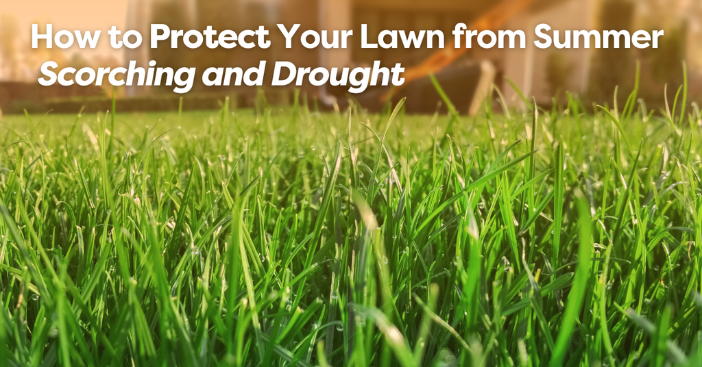 How to Protect Your Lawn from Summer Scorching and Drought – The Lawn Pack