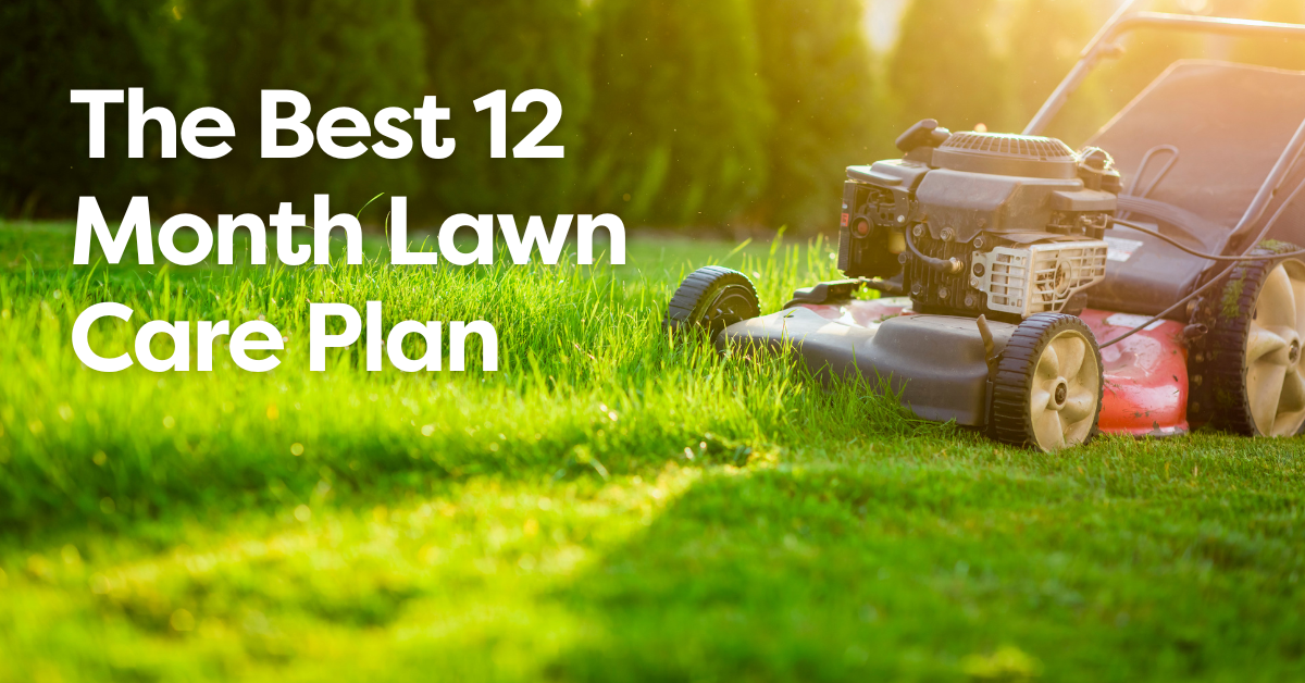 The Best 12 Month Lawn Care Plan: How Overseeding, Seasonal Fertilisers and Year-Round Treatments Can Give You Healthy, Green Grass Long-Term