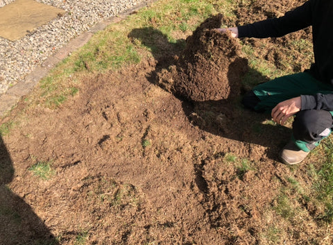 Leatherjackets & Chafer Grubs in Lawns (UK Guide)