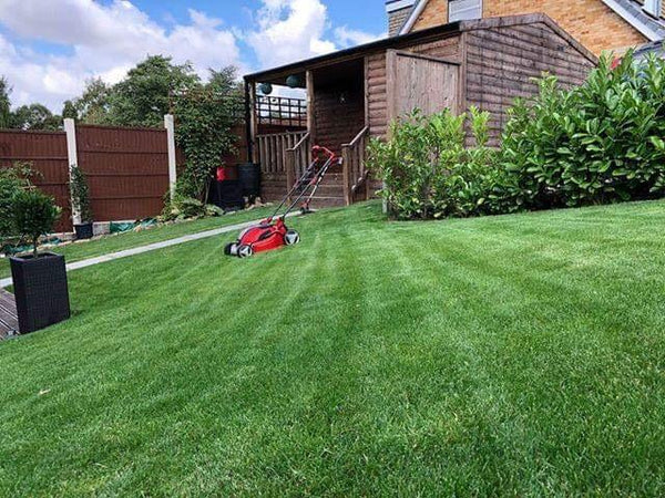 3 Essential Steps To Keeping Your Lawn Thick And Healthy