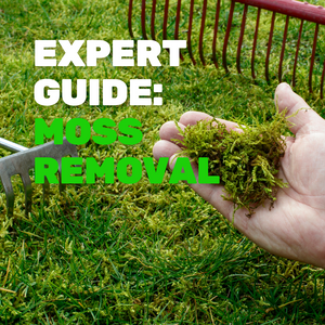 The Expert's Guide to Moss Removal and Lawn Care