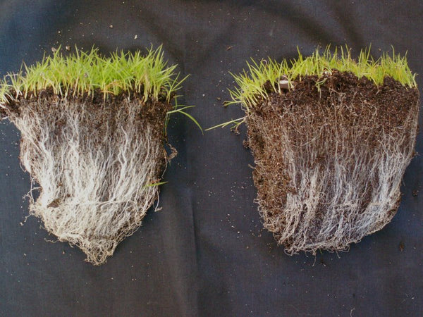 Mycorrhizal Seed Enhancer